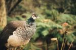 Beautiful Colourful Peacock Outdoors In The Daytime Stock Photo