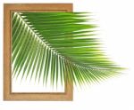 Fresh Coconut Leaf Within Wooden Frame Stock Photo