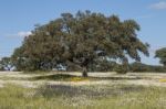 Spring Landscape In Alentejo Stock Photo