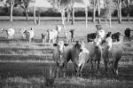 Country Cows Stock Photo