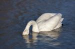 Whooper Swan Cygnus Cygnus Stock Photo