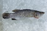 preserving Frozen Fish Stock Photo