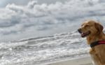 Dog Relaxed On The Beach Stock Photo