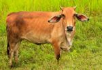 Asian Cow In Field Stock Photo