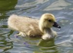 Beautiful Photo Of A Chick Of The Canada Geese Eating Stock Photo