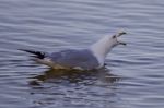 Beautiful Isolated Image With A Gull Screaming Stock Photo