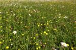 Flower Field Stock Photo