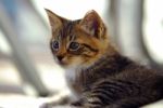 Curious Striped  Kitten Stock Photo