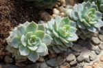 Succulent Plant Stock Photo