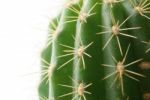 Cactus Medical Isolated On White Background  Stock Photo