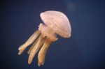 Jellyfish Stock Photo