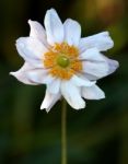 Japanese Anemone Stock Photo