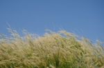 
Flowers
Waving Wind Blows Thee In The Daytime Sun, Flowers And Stock Photo