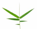 Bamboo Leaf Isolate On White Background Stock Photo