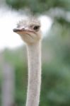 Ostrich Head Vertical Stock Photo