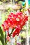 Beautiful Orchid In Garden Stock Photo