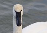 Beautiful Background With A Wild Serious Trumpeter Swan Stock Photo