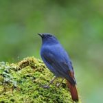 Male Plumbeous Redstart Stock Photo