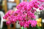 Pink Phalaenopsis Orchid Flowers Stock Photo