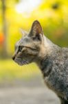 Cat Portrait Stock Photo