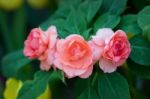 Begonia Stock Photo