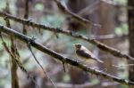 Sage Thrasher (oreoscoptes Montanus) Stock Photo