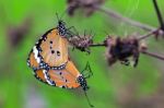 Monarch Butterfly  Stock Photo