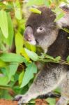 Koala By Itself In A Tree Stock Photo