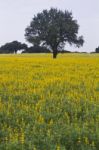 Carob Trees And Lupine Flowers Stock Photo