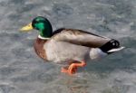 Beautiful Background With A Mallard Walking On Ice Stock Photo