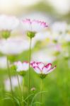 White Cosmos With Green Nature Stock Photo