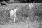 Country Cows Stock Photo