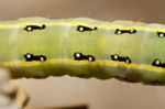 Green Caterpillar Stock Photo