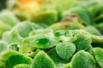 Plants And Drops On The Leaves Stock Photo