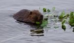 Beautiful Isolated Picture Of A Beaver Eating Leaves In The Lake Stock Photo