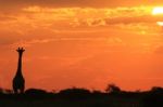 Giraffe Silhouette - African Wildlife - Golden Simplicity Stock Photo