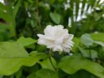 Jasminum Sambac Bud Stock Photo