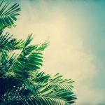 Abstract Blurred Texture Of Paper With Coconut Tree And Blue Sky Stock Photo