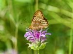 Photo Of A Beautiful Butterfly Sitting On Flowers Stock Photo