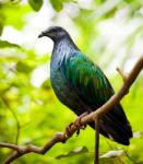 Nicobar Pigeon Stock Photo