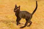 Black Cat Playing Outdoor Stock Photo