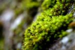 Moss On The Stone In Closeup Stock Photo