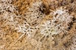 Mammoth Hot Springs Stock Photo