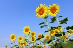 Sunflower Field Stock Photo