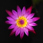 Waterlily Stock Photo