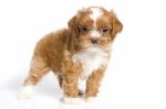 Havanese Pup Stock Photo