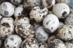 Quail Eggs Stock Photo