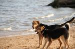 Mongrel Dog On The Beach Stock Photo