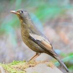 Juvenile Male Black-breasted Thrush Stock Photo