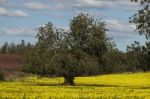 Almond Orchard In A Field Of Yellow Flowers Stock Photo